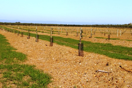 Almendros plantados