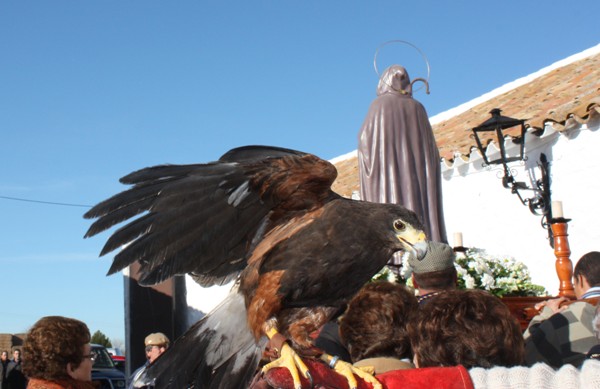San Antón-águila animal más curisoso