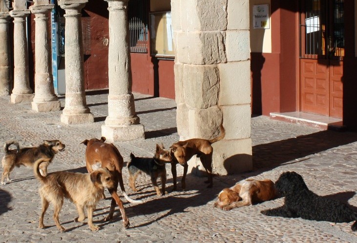 Copia de Perros Ayuntamiento-1