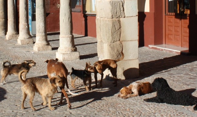 Perros Ayuntamiento-1
