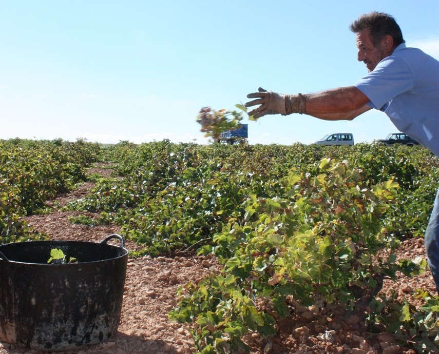 Copia de Vedimia 2013-1