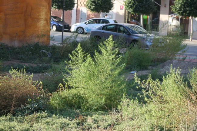 Solares