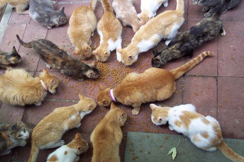 800px-rsgranne - cats cats cats arrow rock missouri 20050703 03 by-sa