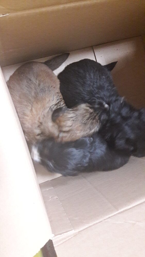 Cachorros mastin