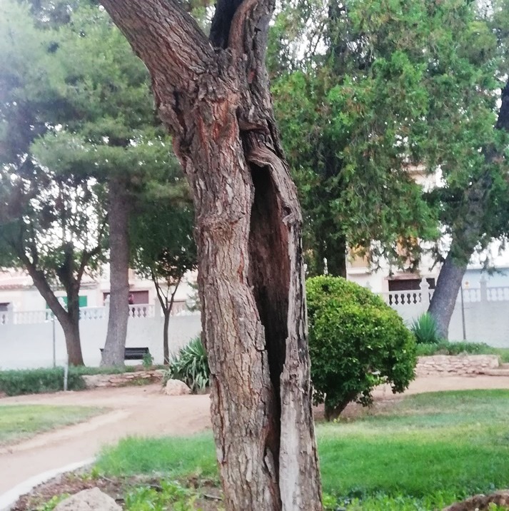 arbol3