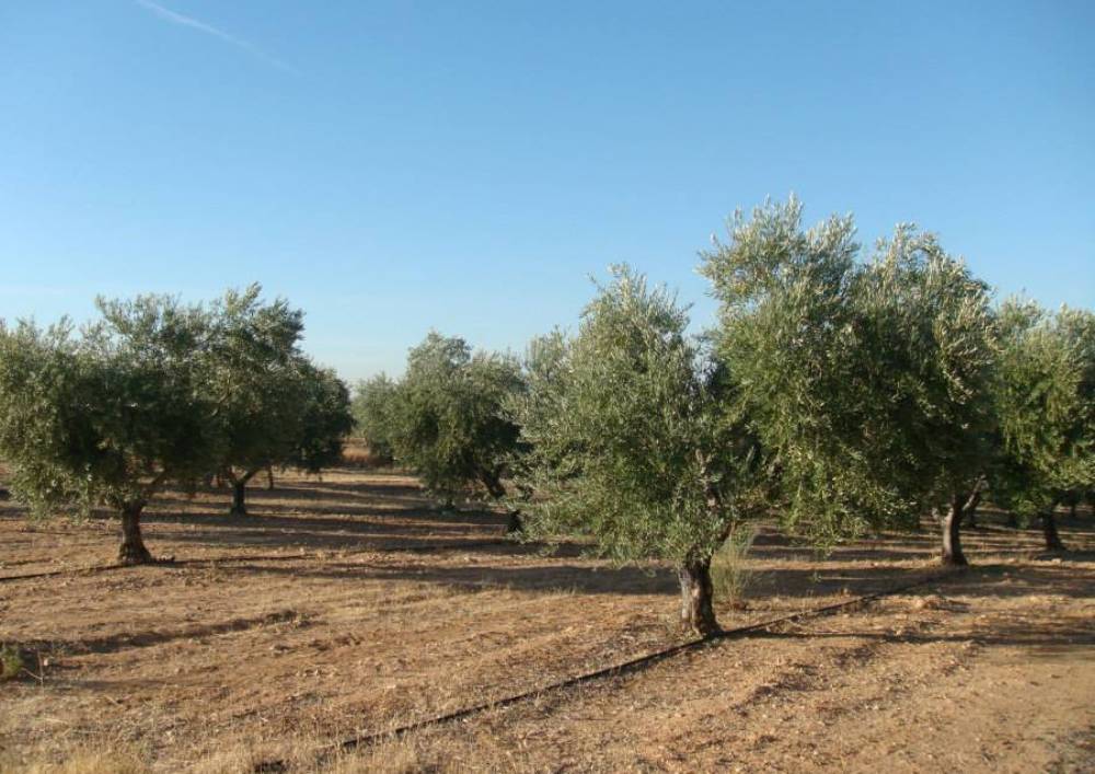 Olivares