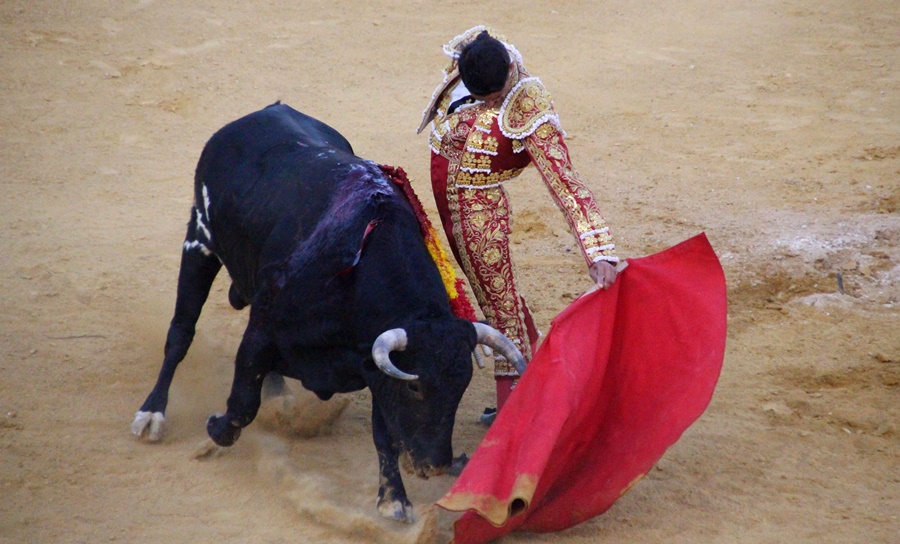 Novillada Carlos Aranda natural - copia