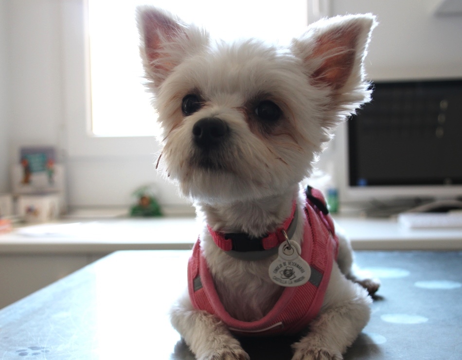 Clinica veterinaria