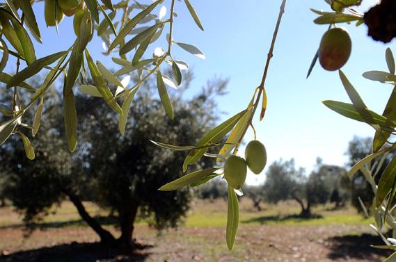 Aceituna Legado Bustillo