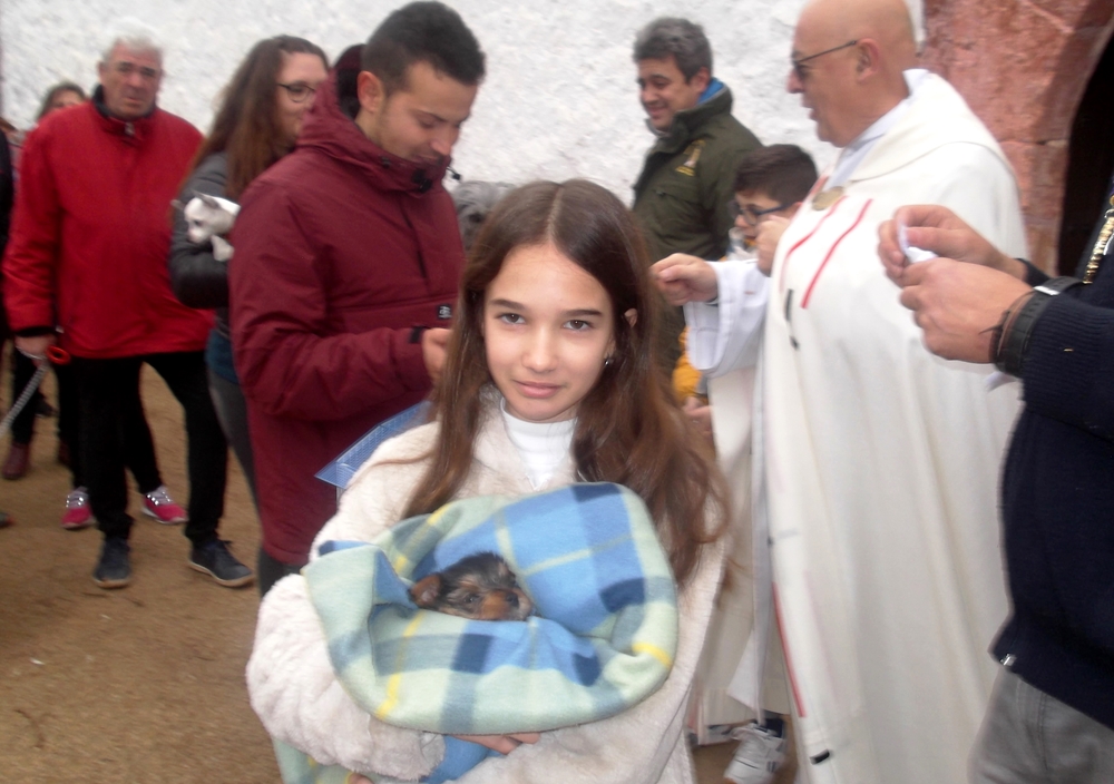 San Antón-3-animal más joven