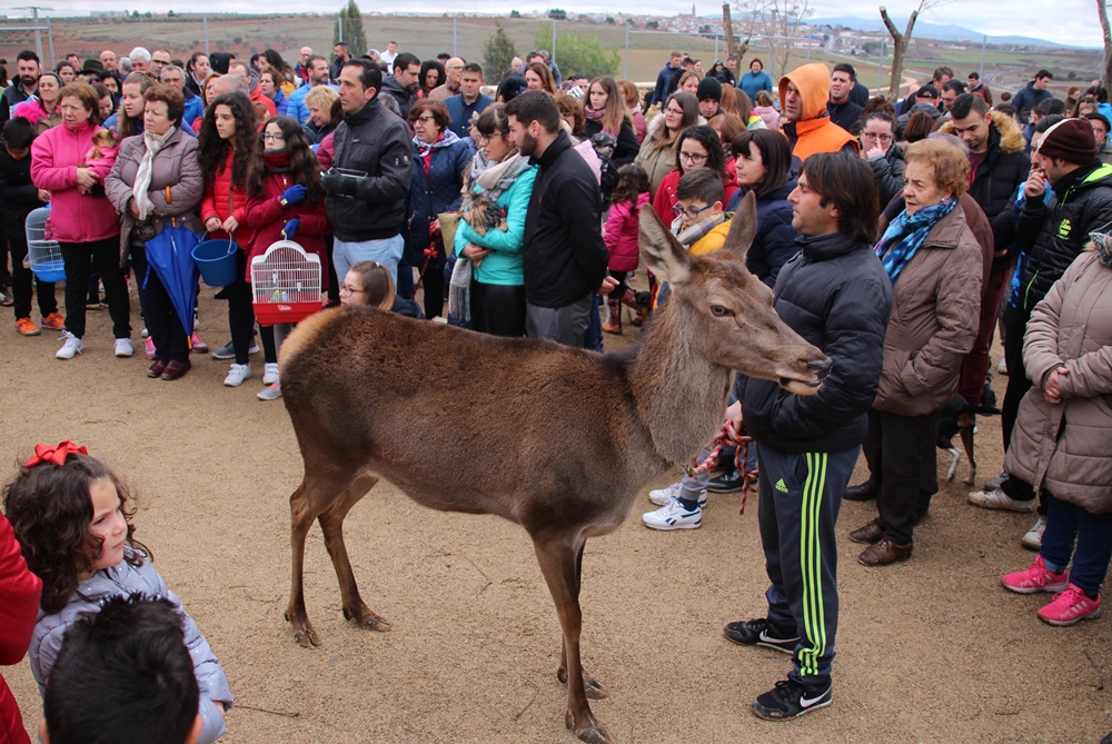 San Antón cierva más original