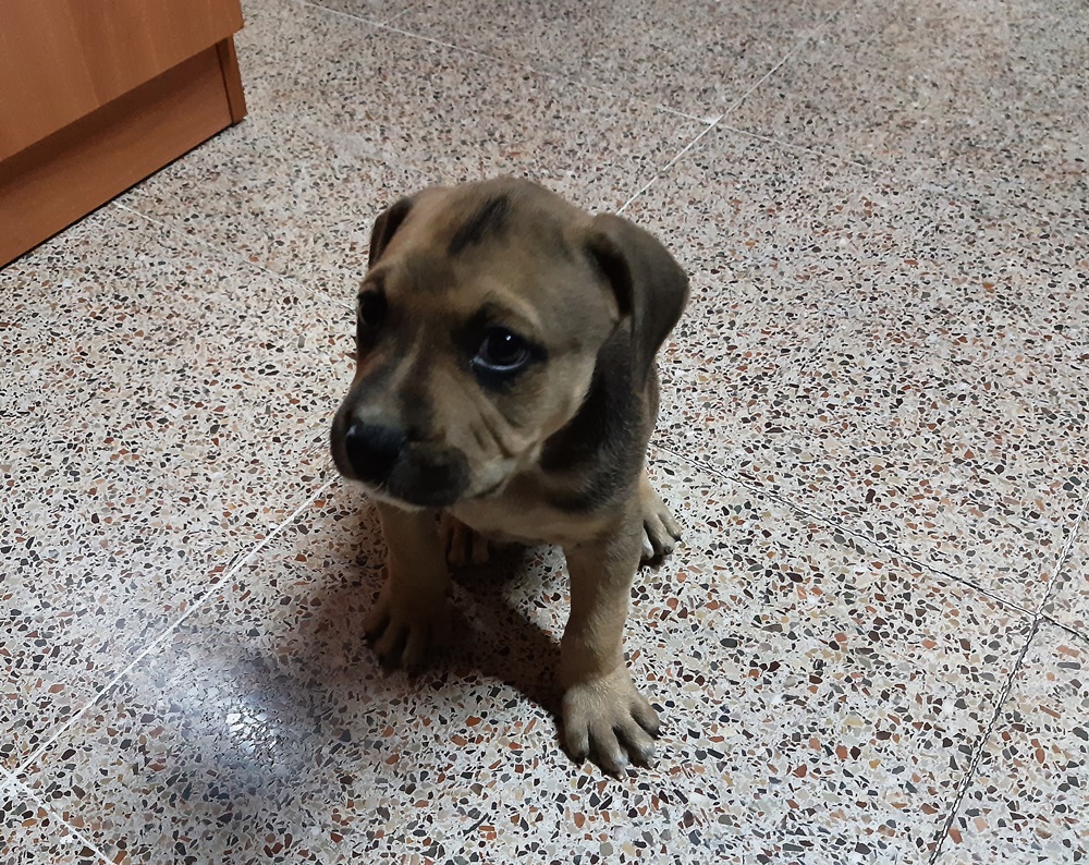 Perrito