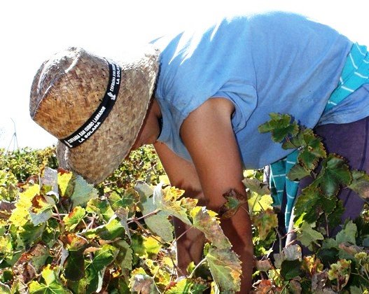 agricultor-en-la-solana