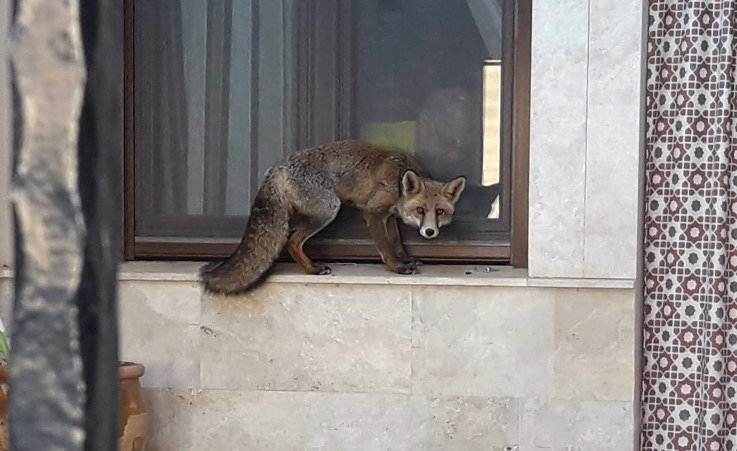 El zorro junto a una ventana del patio donde se coló