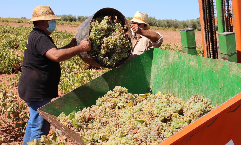 Los bajos precios han marcado la cosecha de uva
