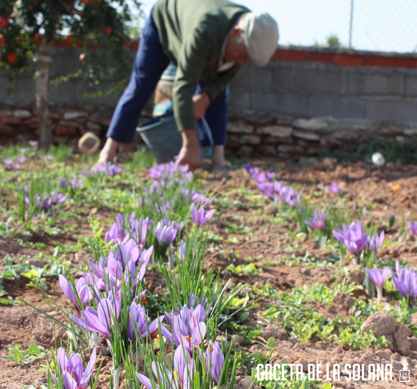Ropsa azafrán-Portada-3