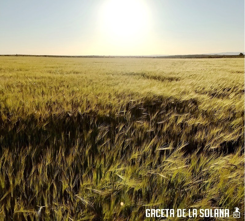 Siembra en las inmediaciones de La Solana