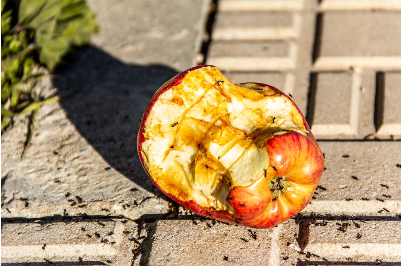 Alimentos Premio 2 - Multitud reducido 