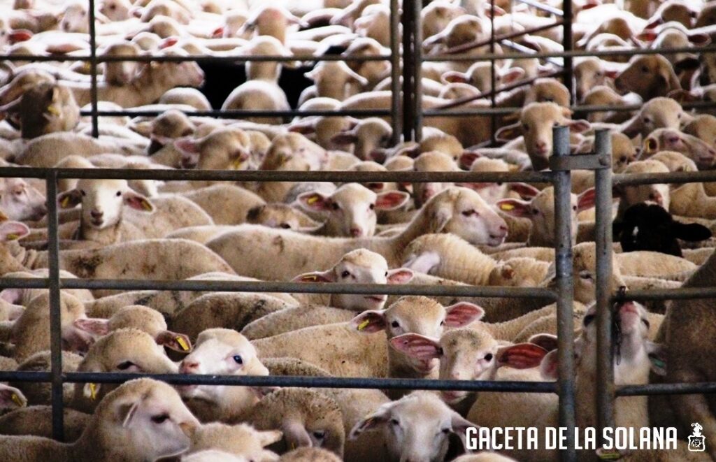 Ovejas en una explotación de La Solana