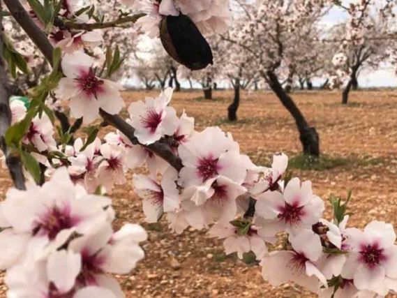 Almendros-1-569x427