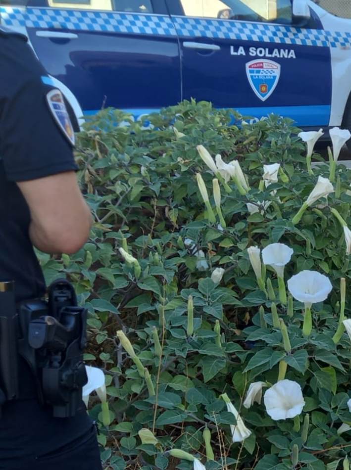 -Plantas arrancadas de estramonio