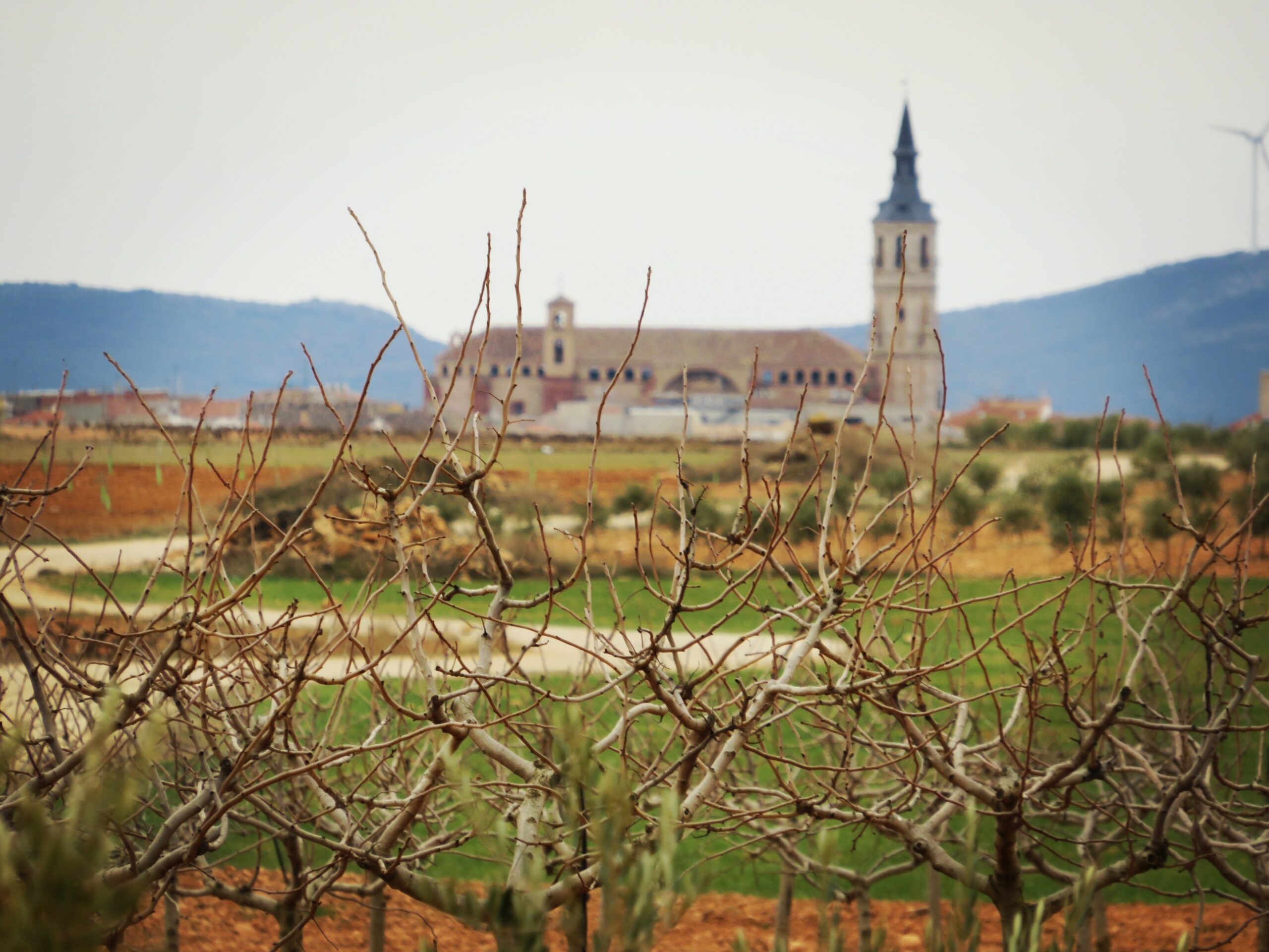 PREMIO 2 - II-P7-Nutrientes solaneros. Pistachos