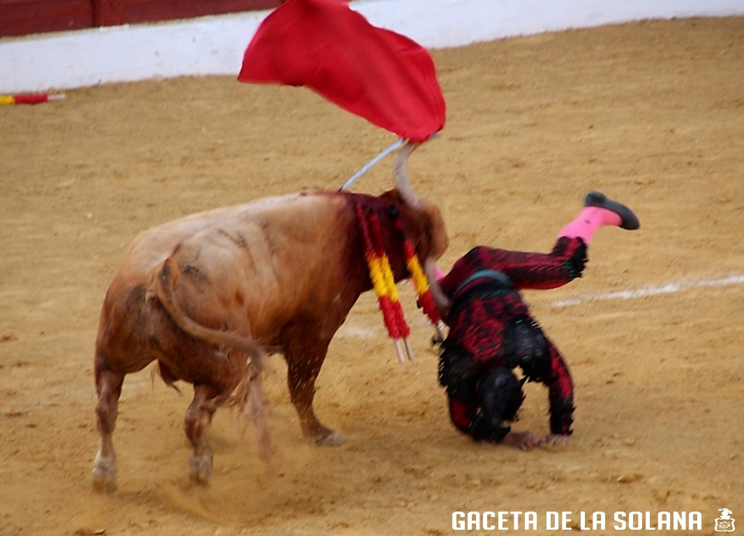 -Novillada cogida OK