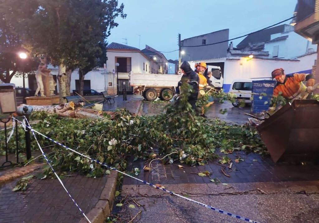 -Árbol calle Encomienda