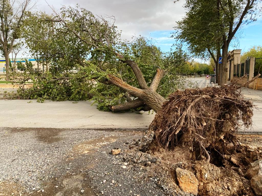 -Árbol arrancado por el viento junto al parque La Moheda
