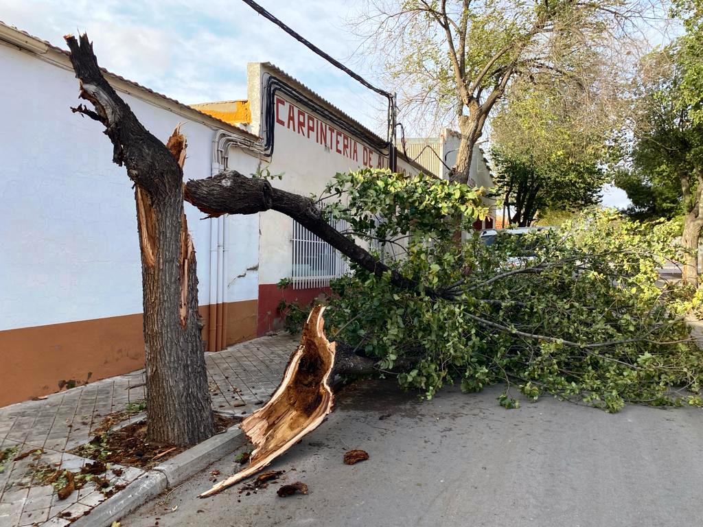 -Árbol tronchado en la calle Calderón de la Barca