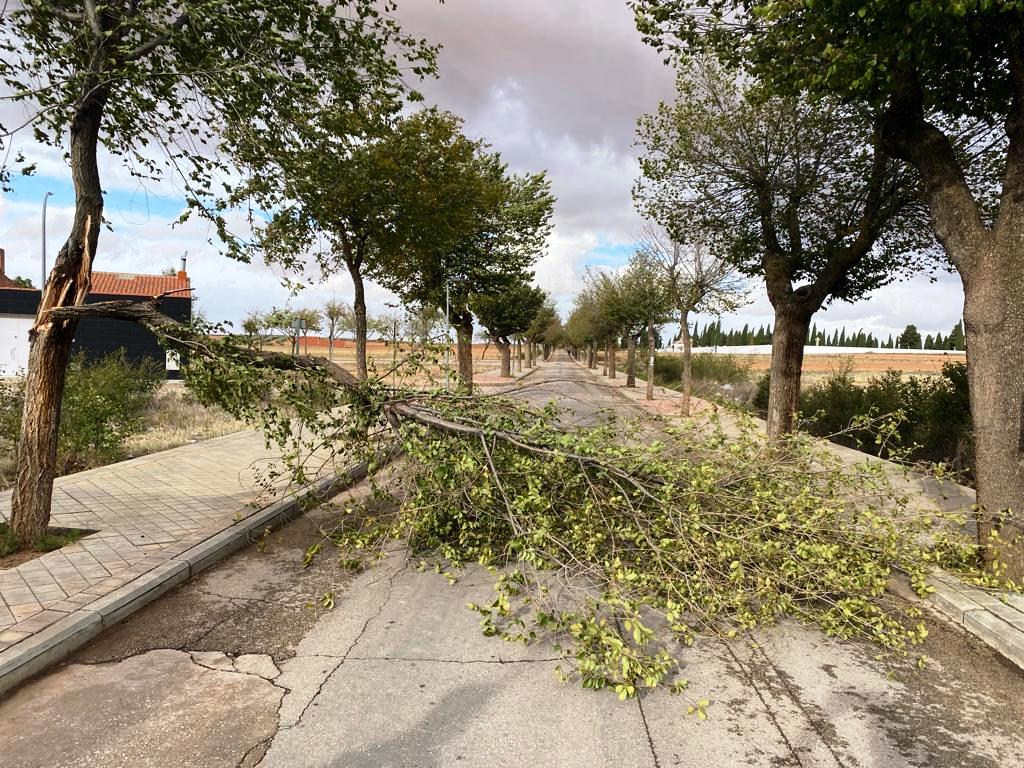 -Rama de un árbol cruzada en el paseo del cementario