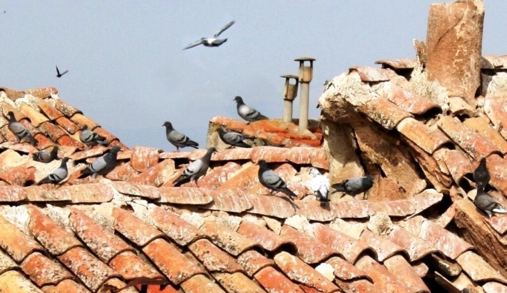 -Palomas_en_un_tejado_solanero.jpg