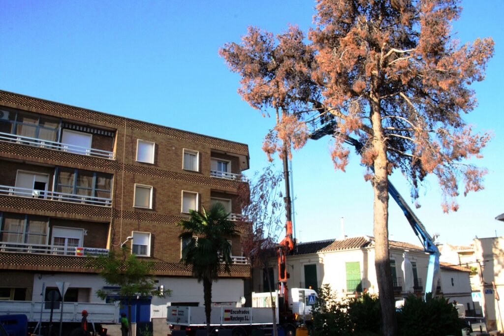 -El pino horas antes de ser talado