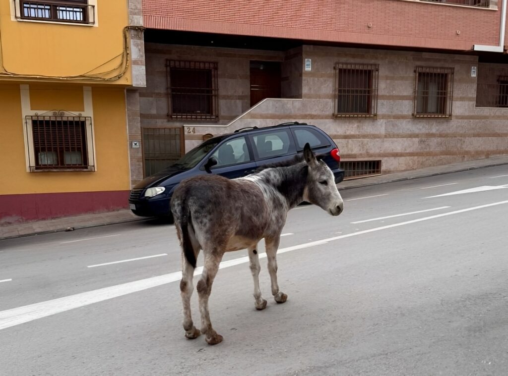 -Imagen_del_asno_extraviado_en_la_calle_Juan_de_la_Cierva.jpg