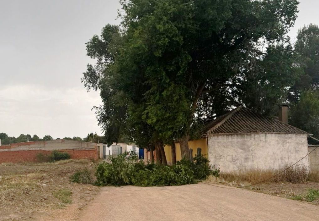 -Árbol_camino_Portillejo.jpg