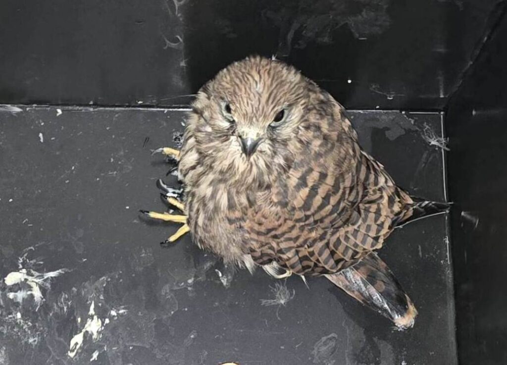 - Ejemplar de cercnícalo encontrado por la Policía Local