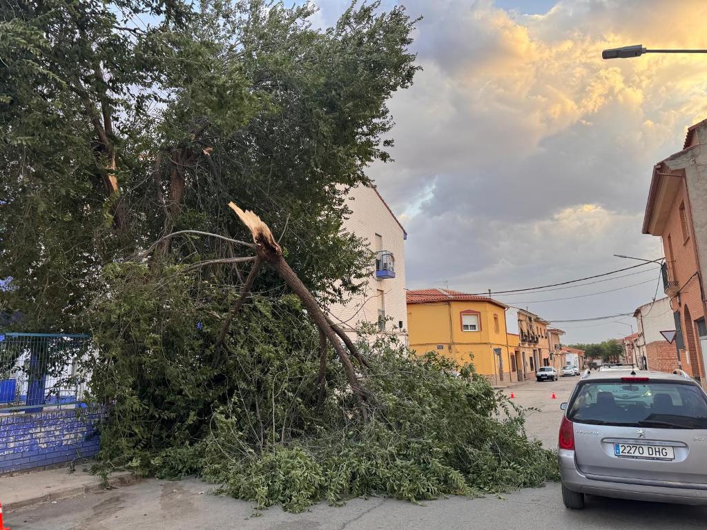 - ARBOL CAIDO