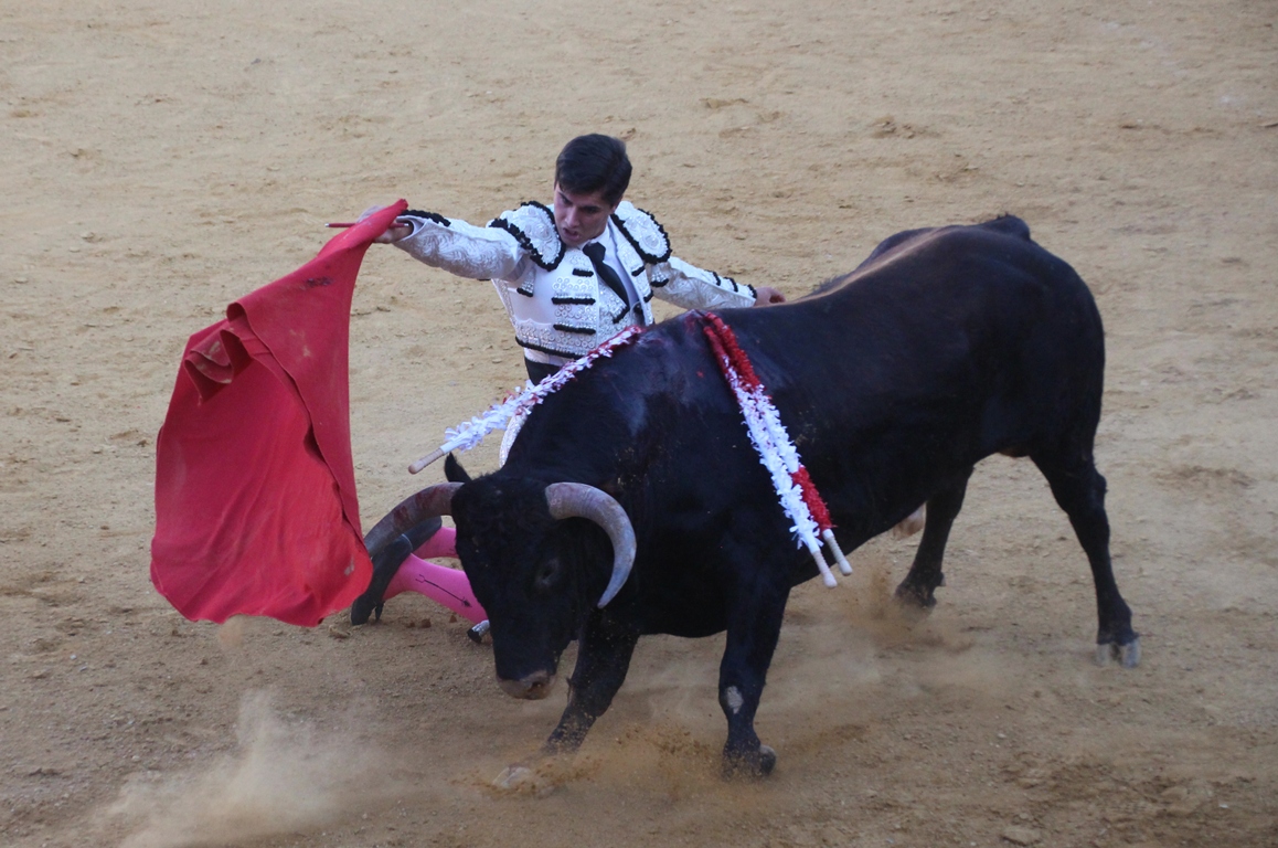 - Novillada triunfador