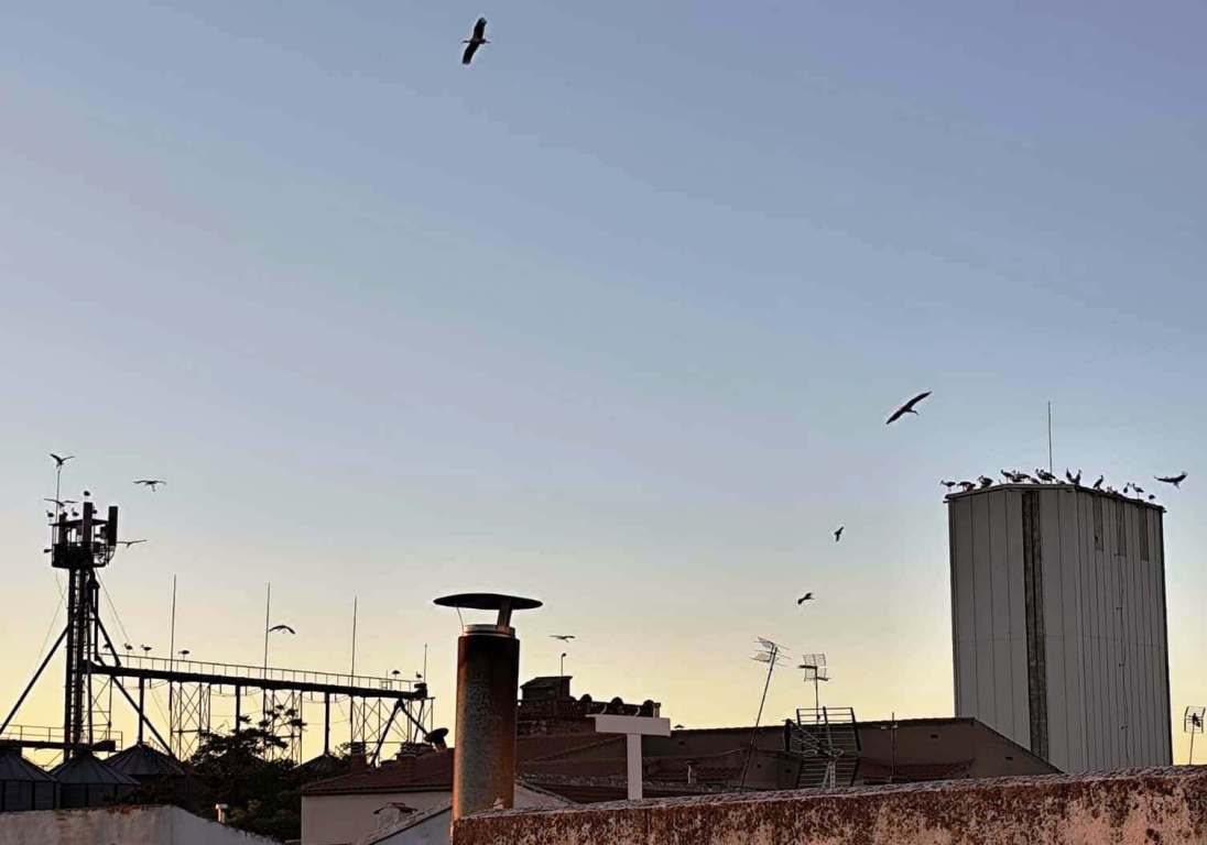 -Más cigüeñas en la antigua panificadora