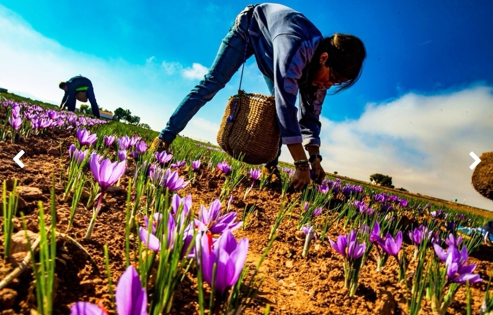 -Recogida_de_azafrán.jpeg